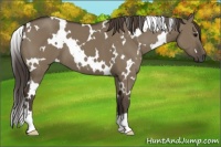 Horse Color:White Spotted Smoky Grullo 