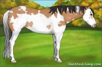 Horse Color:White Spotted Bay Splash Frame Rabicano