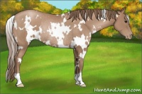 Horse Color:White Spotted Black Pearl Rabicano 