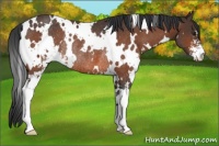 Horse Color:White Spotted Brown Sabino Rabicano 