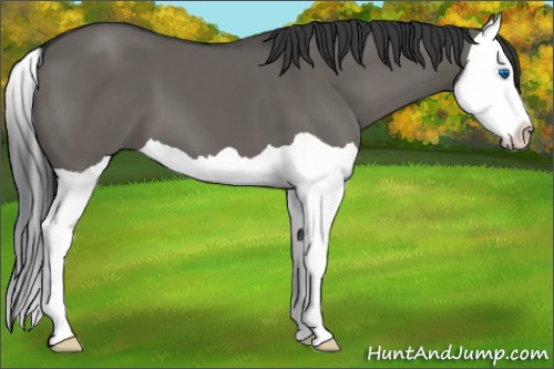 Horse Color:Grullo Splash 