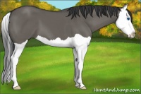 Horse Color:Grullo Splash 