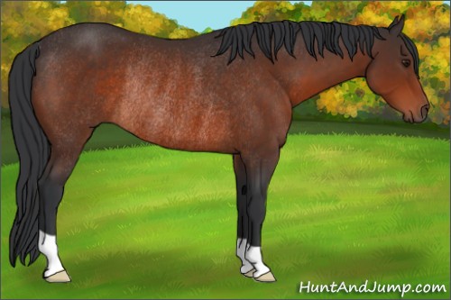 Horse Color:Brown Rabicano 