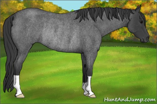 Horse Color:Blue Roan Rabicano