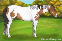 Horse Color:White Spotted Buckskin Tobiano Rabicano