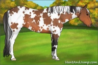 Horse Color:White Spotted Bay 