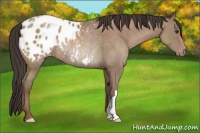 Horse Color:Classic Champagne Appaloosa Rabicano 