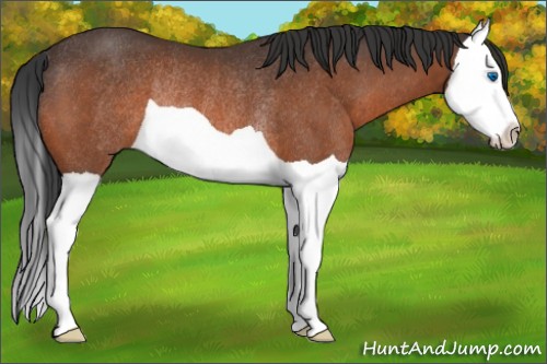 Horse Color:Bay Splash Rabicano