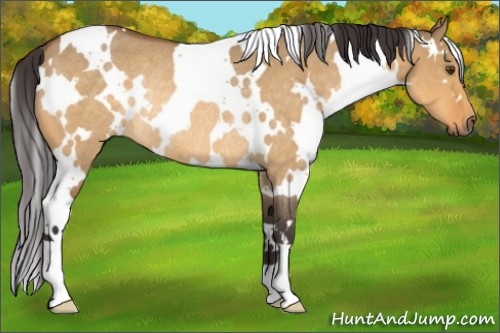 Horse Color:White Spotted Buckskin Roan Dun Rabicano