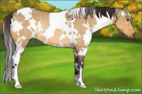 Horse Color:White Spotted Buckskin Roan Dun Rabicano 