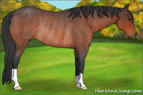 Horse Color:Brown Roan Rabicano 