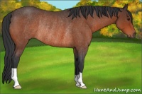 Horse Color:Brown Roan Rabicano 