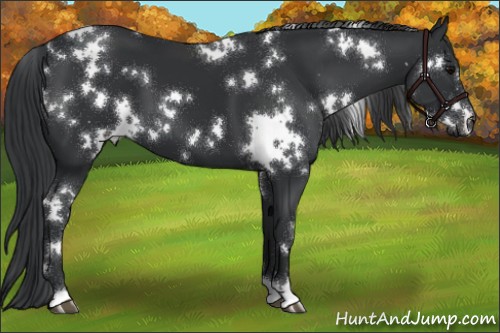Horse Color:White Spotted Black 