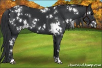Horse Color:White Spotted Black 
