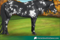 Horse Color:White Spotted Black 