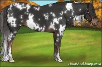 Horse Color:White Spotted Liver Chestnut 