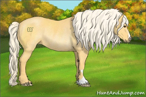 Horse Color:Palomino Rabicano