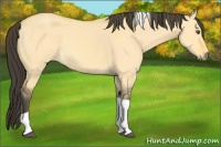Horse Color:Buckskin Dun Tobiano