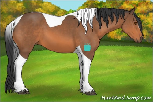 Horse Color:Bay Tobiano 