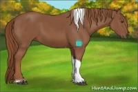 Horse Color:Chestnut Tobiano