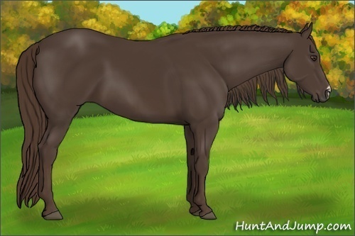 Horse Color:Liver Chestnut 