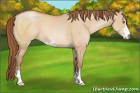 Horse Color:Brown Pearl Dun Sabino