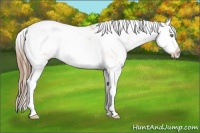 Horse Color:Brown Pearl Sabino 