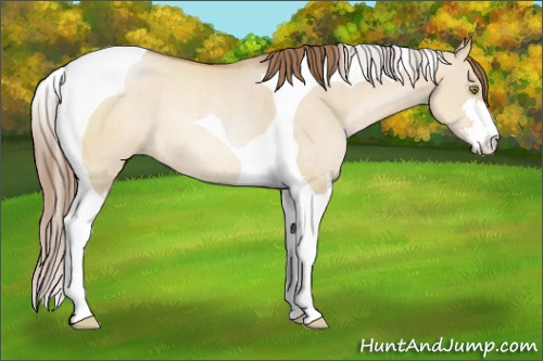 Horse Color:Brown Pearl Dun Sabino Tobiano Rabicano 