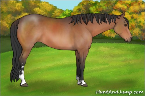 Horse Color:Brown Sabino