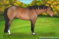Horse Color:Brown Sabino
