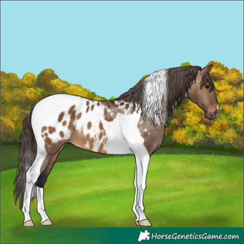 Horse Color:Gray Bay Dun Tobiano Appaloosa 