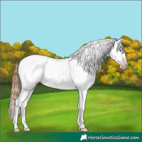 Horse Color:Gray Sable Champagne Dun Sabino Tobiano Appaloosa Brindle 