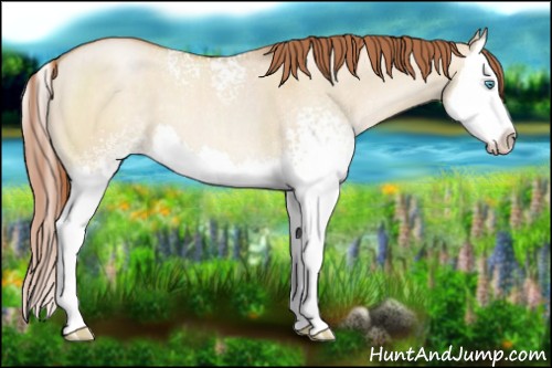 Horse Color:White Spotted Buckskin Pearl Dun Splash