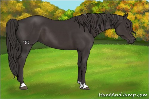 Horse Color:Smoky Black 
