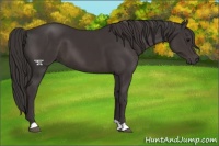 Horse Color:Smoky Black 