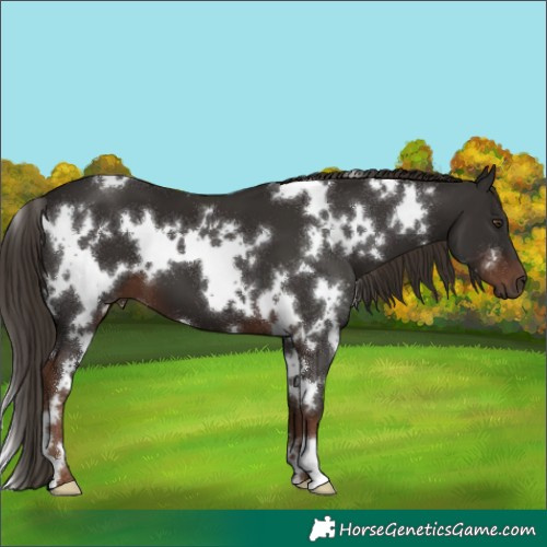 Horse Color:White Spotted Liver Chestnut