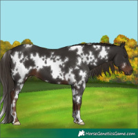 Horse Color:White Spotted Liver Chestnut 