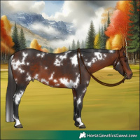 Horse Color:White Spotted Bay 