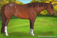 Horse Color:Chocolate Brown 