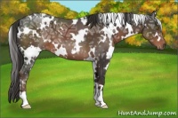 Horse Color:White Spotted Liver Chestnut Ice 