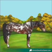 Horse Color:White Spotted Liver Chestnut Ice 