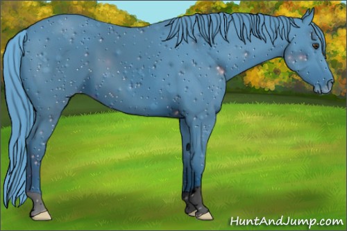Horse Color:ERROR: UNKNOWN ANOMALY