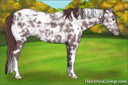 Horse Color:White Spotted Chocolate Black Ice 