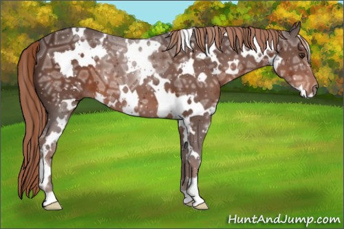 Horse Color:White Spotted Liver Chestnut Ice