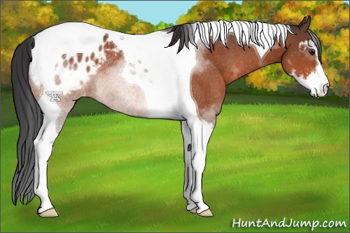 Horse Color:Brown Sabino Tobiano Blanket Rabicano