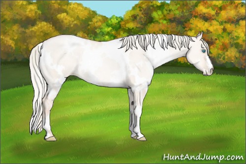 Horse Color:White Spotted Gold Champagne Pearl Dun