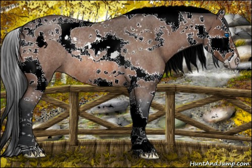 Horse Color:Bay Roan Splash Tobiano Rabicano