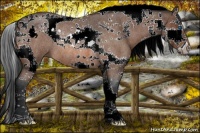 Horse Color:Bay Roan Splash Tobiano Rabicano 