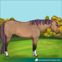 Horse Color:Painted Bay Dun 