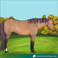 Horse Color:Painted Bay Dun 